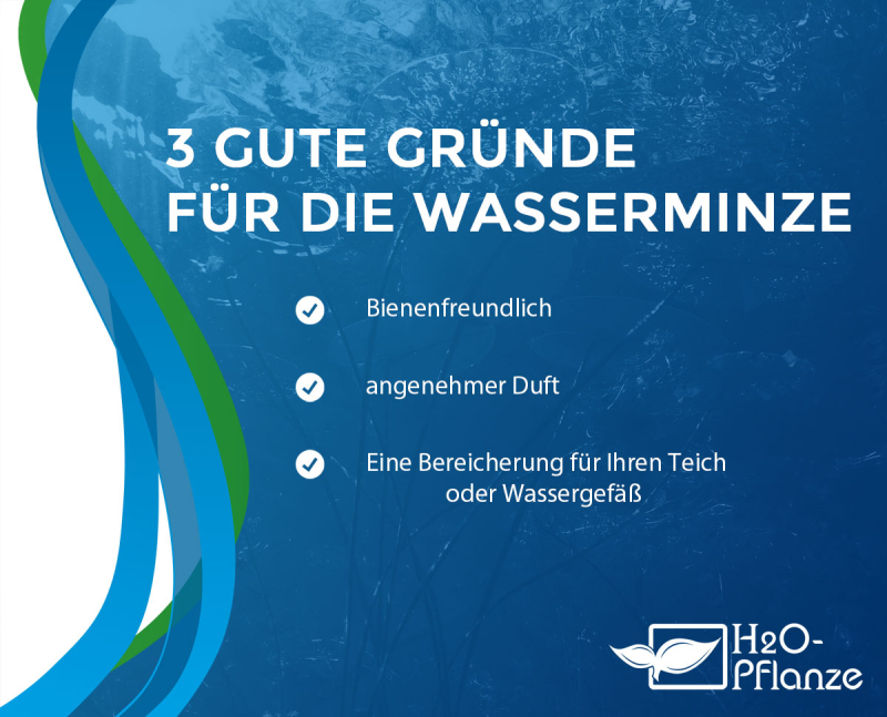 Wasserminze - Mentha aquatica